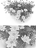 Bidens%20ferulifolia%20%27BID16101%27