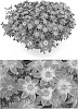 Bidens%20ferulifolia%20%27INBIDCAMEM%27
