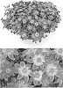 Bidens%20ferulifolia%20%27INBIDCAMEM%27