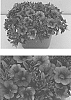 Calibrachoa%20Llave%20%26%20Lex.%20%27INCALCOBLU%27