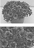 Calibrachoa%20Llave%20%26%20Lex.%20%27INCALCOBLU%27