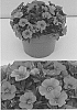 Calibrachoa%20sp.%20%27BBCAL83901%27