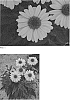Echinacea%20hybrid%20%27Canary%20Feathers%27