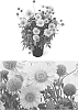 Gaillardia%20sp.%20X%20Gaillardia%20x%20grandiflora%20%27G15270%27