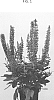 Salvia%20x%20sylvestris%20%27GRUSALRP%27