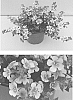Sutera%20cordata%20%27INSUTSNPIM%27