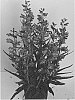 Penstemon%20plant%20named%20%27dopensprisderos%27