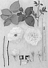 Rosa%20hybrida%20%27AUSimage%27