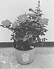 Rosa%20hybrida%20%27Sprogreatpink%27