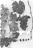 Vitis%20vinifera%20%27Sugrafiftyeight%27