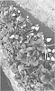 Fragaria%20x%20ananassa%20%27FS%201705%27
