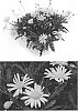 Euryops%20pectinatus%20%27EUR16001%27