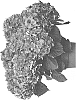 Hydrangea%20macrophylla%20%27HIFIR%27