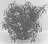 Lobularia%20maritima%20%27Inlbumokni%27