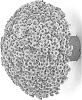 Chrysanthemum%20x%20morifolium%20%27G21SOU11OR%27
