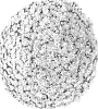 Chrysanthemum%20X%20morifolium%20%27G20POS01WH%27