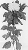 Chrysanthemum%20X%20morifolium%20%27DLFSOLE2%27