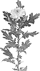 Chrysanthemum%20X%20morifolium%20%27DLFZEMB5%27