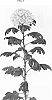 Chrysanthemum%20X%20morifolium%20%27DLFROSY3%27