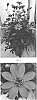 Dahlia%20hybrid%20%27DAHZ0036%27