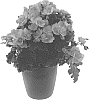 Begonia%20x%20hiemalis%20%27BKPBEMCRS%27