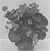 Begonia%20semperflorens%20%27Legdblred%27