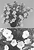 Petunia%20X%20hybrida%20%27BBTUN04401%27