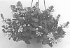 Scaevola%20aemula%20%27DSCAWINDST%27
