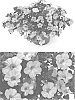 Calibrachoa%20sp.%20%27BBCAL91303%27