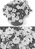 Calibrachoa%20Llave%20%26%20Lex.%20%27INCALCOWHI%27