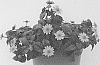 Sanvitalia%20speciosa%20%27DSANTALG%27