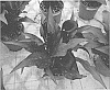 Zantedeschia%20sprengeri%20%27Dozanmaca%27