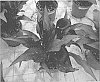 Zantedeschia%20sprengeri%20%27Dozanmaca%27