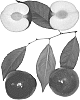 Interspecific%20Prunus%20species%20%27Flavorzee-290%27