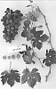 Vitis%20vinifera%20%27Sugrafiftynine%27