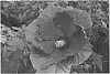 Hibiscus%20plant%20named%20%2715280%20GR%27