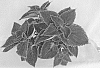 Coleus%20plant%20named%20%27UF17-48-3%27