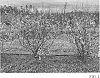 Vaccinium%20corymbosum%20%27TH-1334%27