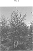 Betula%20nigra%20%27STN-01%27