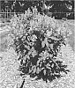 Syringa%20x%20prestoniae%20%27Jeftini%27
