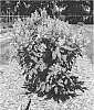 Syringa%20x%20prestoniae%20%27Jeftini%27