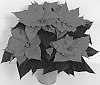 Euphorbia%20pulcherrima%20%27NPCW19282%27