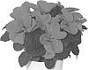 Euphorbia%20pulcherrima%20%27NPCW19280%27