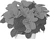 Euphorbia%20pulcherrima%20%27NPCW19280%27