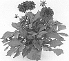 Dahlia%20x%20hybrida%20%27KLEDH18119%27
