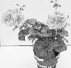 Pelargonium%20peltatum%20%27KLEPP20294%27