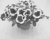 Petunia%20hybrida%20%27KLEPH19120%27