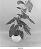 Anthurium%20andraeanum%20L.%20%27ANTHETELI%27