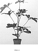 Schefflera%20arboricola%20%27OSV001%27