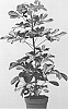 Schefflera%20arboricola%20%27OSV002%27
